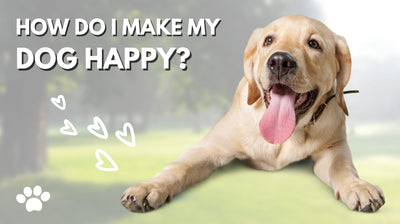 How Do I Make My Dog Happy?